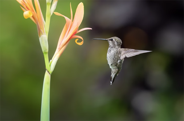 5 Common Bird Photo Mistakes: How to Fix Them Fast (VIDEO)